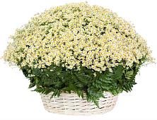 Цветочная композиция из Ромашки в корзине #REPLACE_PRED# Акулово